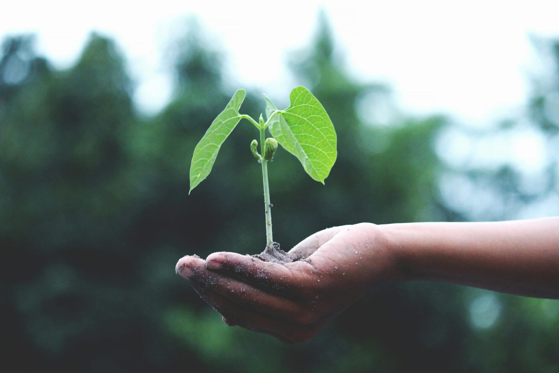 Initiatives et projets de développement durable à Rabat, la ville verte.