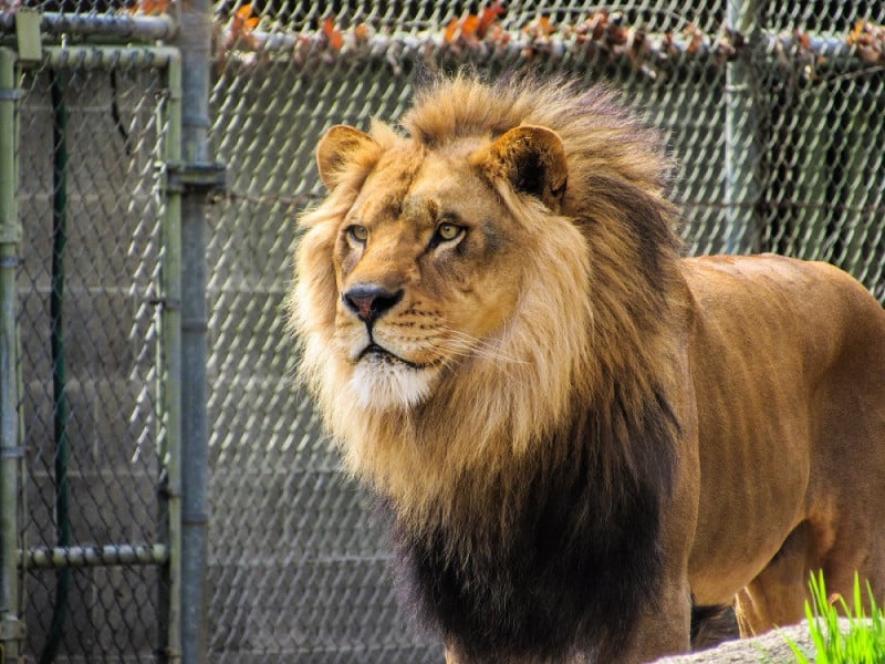 Visiter le Zoo de Rabat : Tout ce qu’il faut savoir